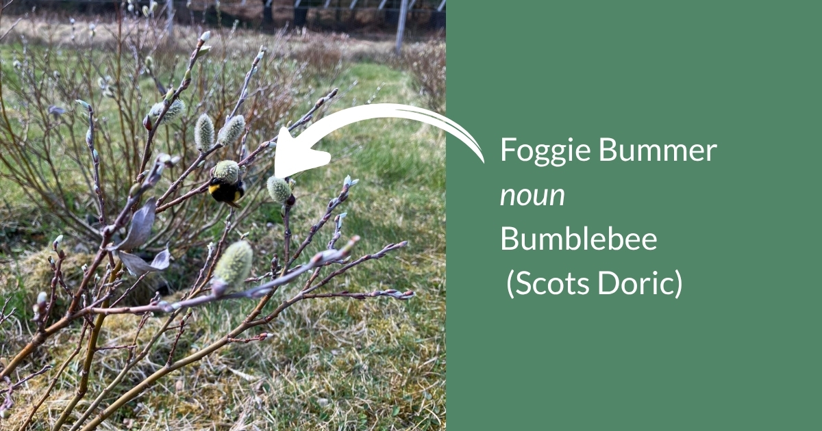 Foggie Bummer
